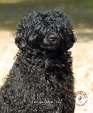 Portuguese Water Dog